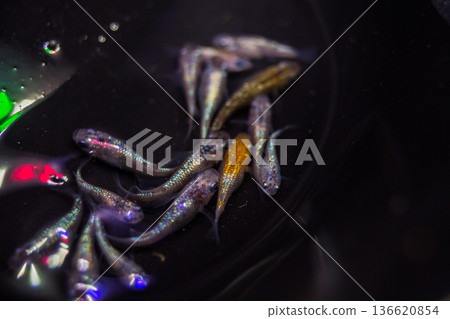 達摩青鱂短身半達摩 136620854