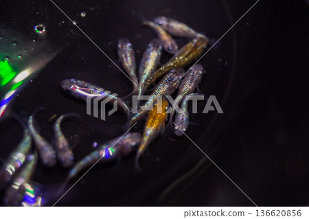 達摩青鱂短身半達摩 136620856