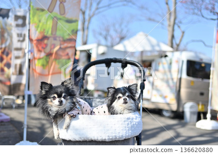 Traveling with my beloved dog, Chihuahua, multiple pets Traveling with my beloved dog, Chihuahua, multiple pets 136620880