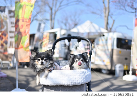 帶著我心愛的吉娃娃犬和其他寵物一起旅行 帶著我心愛的吉娃娃犬和其他寵物一起旅行 136620881