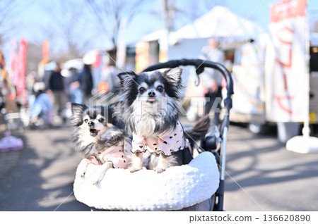 帶著我心愛的吉娃娃犬和其他寵物一起旅行 帶著我心愛的吉娃娃犬和其他寵物一起旅行 136620890