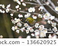 White-eye sucking nectar of white plum 136620925