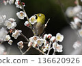White-eye sucking nectar of white plum 136620926