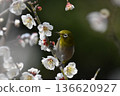 White-eye sucking nectar of white plum 136620927