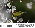 White-eye sucking nectar of white plum 136620928