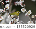 White-eye sucking nectar of white plum 136620929
