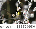 White-eye sucking nectar of white plum 136620930