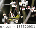 White-eye sucking nectar of white plum 136620931