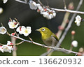 White-eye sucking nectar of white plum 136620932