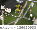 White-eye sucking nectar of white plum 136620933