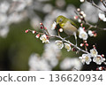 White-eye sucking nectar of white plum 136620934