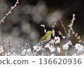 White-eye sucking nectar of white plum 136620936