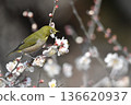 White-eye sucking nectar of white plum 136620937
