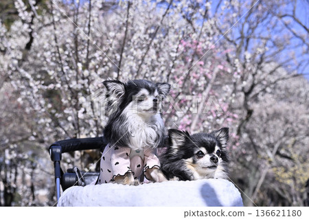 Two Chihuahuas strolling happily through a plum grove in full bloom Two Chihuahuas strolling happily through a plum grove in full bloom 136621180