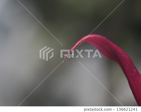 紅葉尖晶體 136621241
