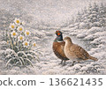A pair of pheasants in a snowy landscape and daffodils heralding the arrival of spring 136621435