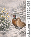 A pair of pheasants in a snowy landscape and daffodils heralding the arrival of spring 136621436