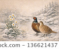 A pair of pheasants in a snowy landscape and daffodils heralding the arrival of spring 136621437