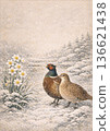 A pair of pheasants in a snowy landscape and daffodils heralding the arrival of spring 136621438