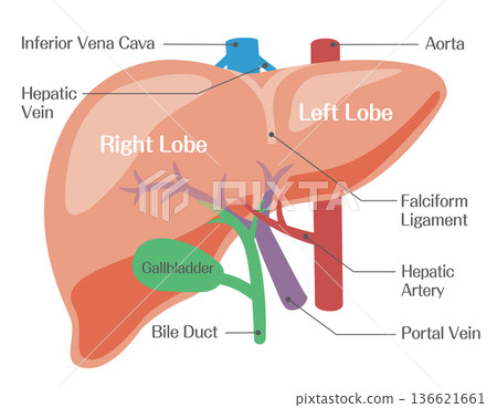 Liver structure (right lobe, left lobe, portal vein, hepatic artery) Liver structure (right lobe, left lobe, portal vein, hepatic artery) 136621661