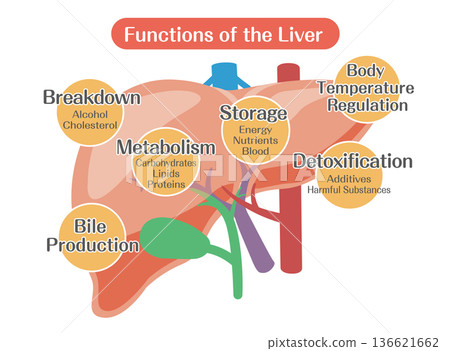 Diagram of liver functions (metabolism, detoxification, bile production) Diagram of liver functions (metabolism, detoxification, bile production) 136621662