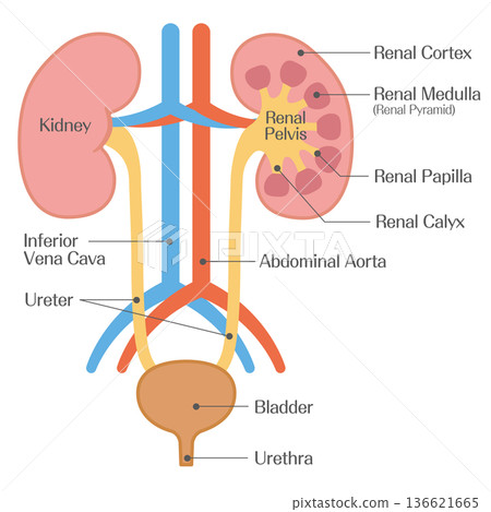 腎臟內部結構解剖（皮質、髓質和腎盂） 136621665