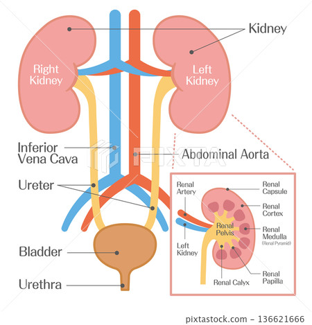 腎臟示意圖，包括腎動脈和腎靜脈 136621666