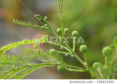 acacia flower and leaf hanging from branch with drop of water in garden 136621695