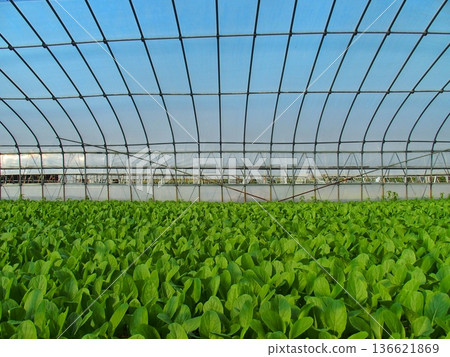 溫室裡種植的小松菜秋季田野景色 溫室裡種植的小松菜秋季田野景色 136621869