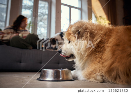 Fluffy dog drinking from metal bowl on floor in living room while owner relaxes in background Fluffy dog drinking from metal bowl on floor in living room while owner relaxes in background 136621880