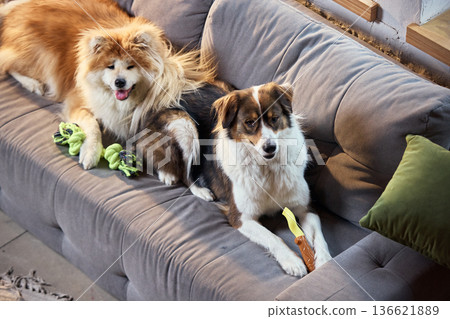 Two dogs resting on sofa with chew toys in modern pet friendly apartment. Two dogs resting on sofa with chew toys in modern pet friendly apartment. 136621889