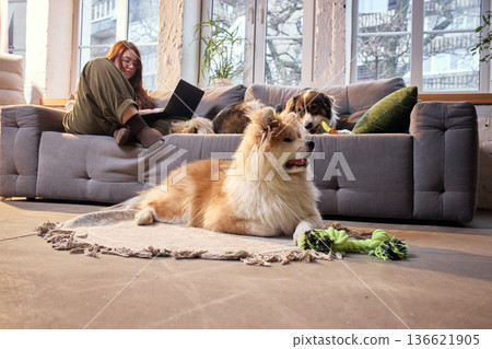 Two dogs sitting with female owner during indoor rope toy play. 136621905