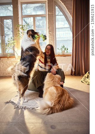 Woman playing tug toy with energetic dog in bright living room. Woman playing tug toy with energetic dog in bright living room. 136621915