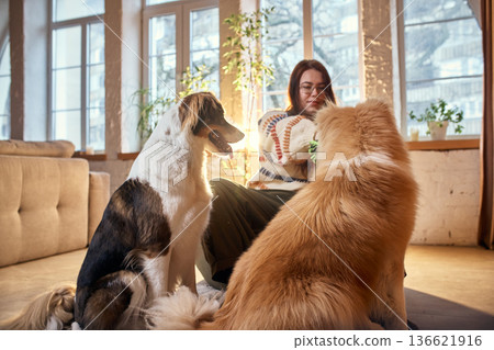 Two dogs sitting with owner during playful home training moment. Two dogs sitting with owner during playful home training moment. 136621916