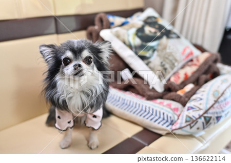 和吉娃娃一起在車上放鬆露營 136622114