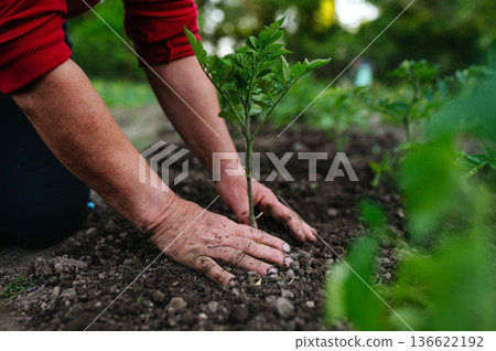 Planting homegrown tomato seedlings in soil. Planting homegrown tomato seedlings in soil. 136622192