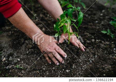 Planting homegrown tomato seedlings in soil. 136622194