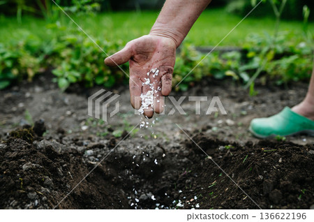 Using crushed eggshells as natural fertilizer in garden soil. Using crushed eggshells as natural fertilizer in garden soil. 136622196