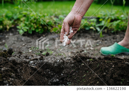 Using crushed eggshells as natural fertilizer in garden soil. 136622198