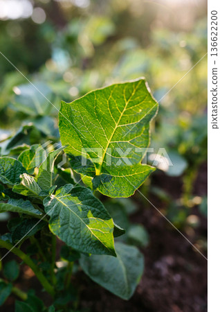 Potato plant sprouting in home vegetable garden. 136622200