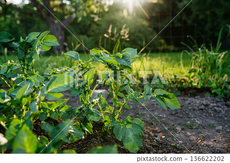 Potato plant sprouting in home vegetable garden. Potato plant sprouting in home vegetable garden. 136622202