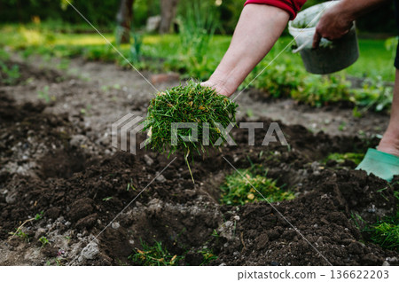 Adding chopped grass as natural mulch during planting. Adding chopped grass as natural mulch during planting. 136622203