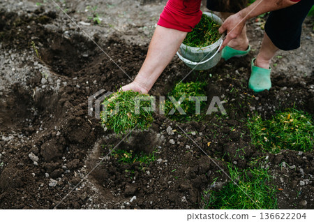 Adding chopped grass as natural mulch during planting. 136622204