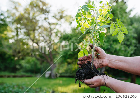 Growing tomatoes from seedlings in backyard garden. Growing tomatoes from seedlings in backyard garden. 136622206