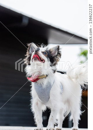 Chihuahua with adorable expression Chihuahua with adorable expression 136622237