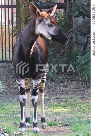 Okapi Okapi 136622369