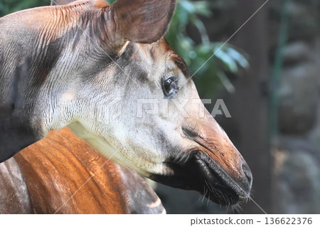 Okapi Okapi 136622376