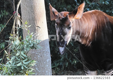 Okapi Okapi 136622383