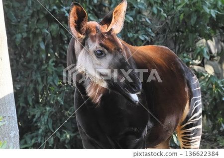 Okapi Okapi 136622384