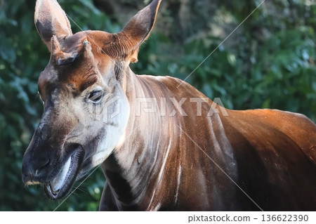 Okapi Okapi 136622390